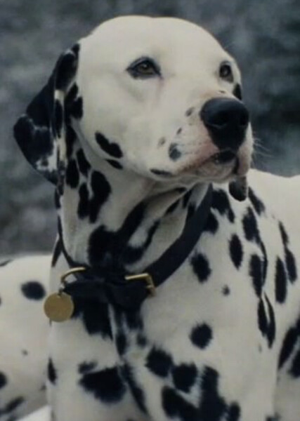 Pongo (101 Dalmatians) photo