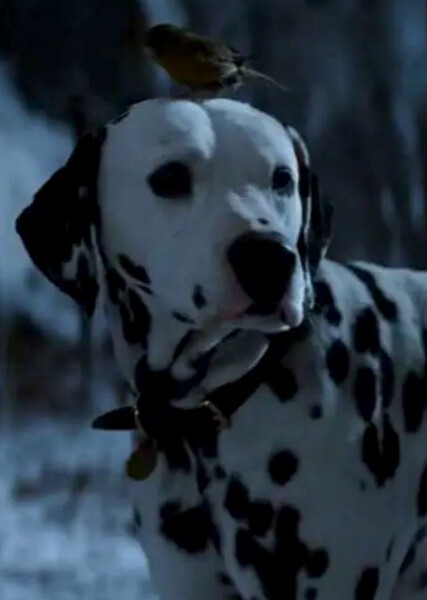Pongo (101 Dalmatians) photo