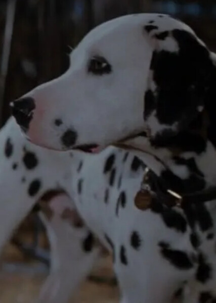 Pongo (101 Dalmatians) photo