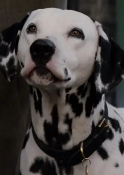 Pongo (101 Dalmatians) photo
