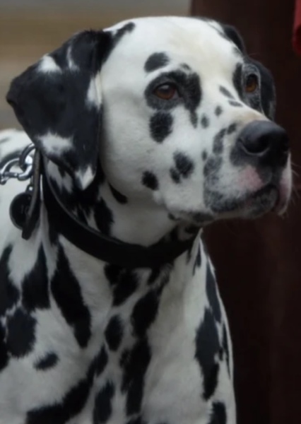 Pongo (101 Dalmatians) photo