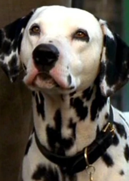 Pongo (101 Dalmatians) photo
