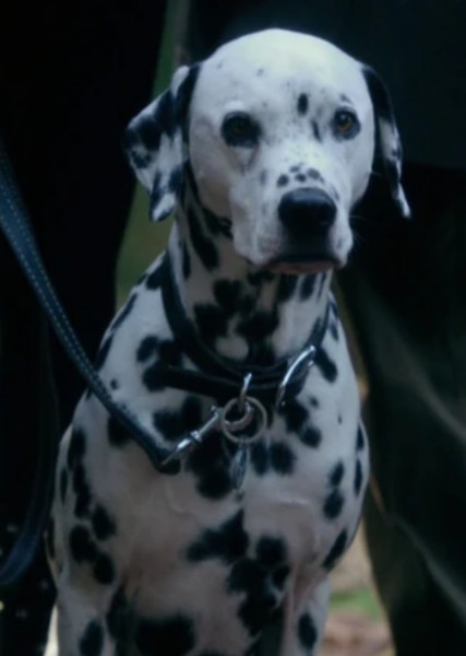 Pongo (101 Dalmatians) photo