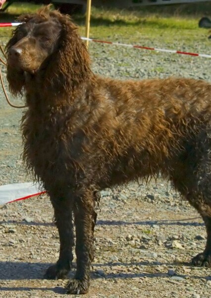 Pont-Audemer Spaniel