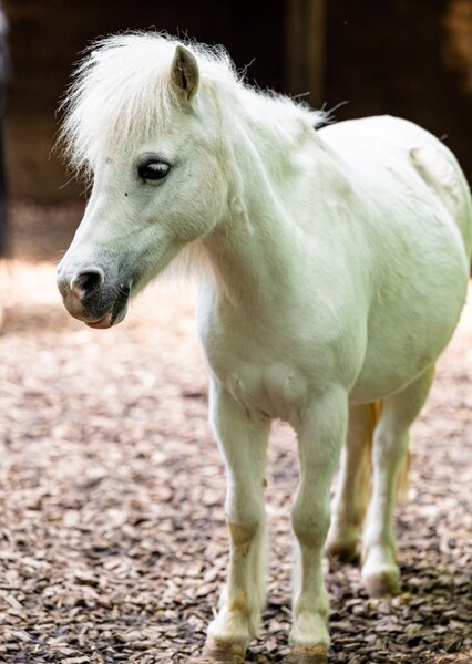 Pony photo