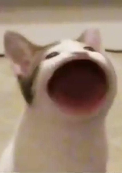 Pop Cat