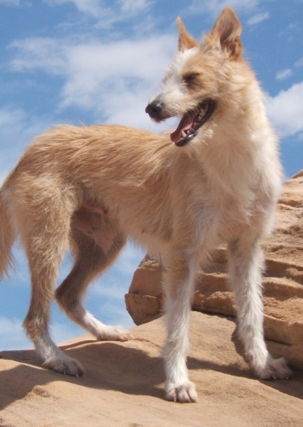 Argos