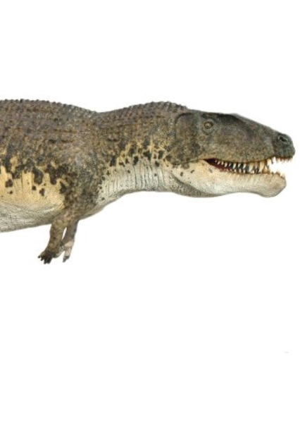 Postosuchus photo