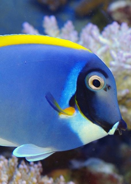 Powder Blue Tang