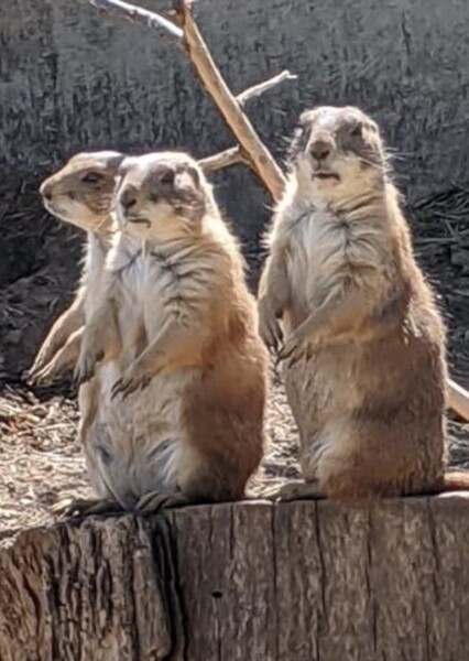 Prairie Dog photo
