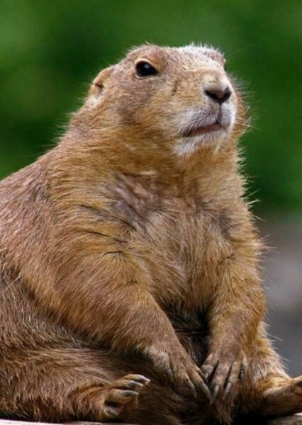 Prairie Dog