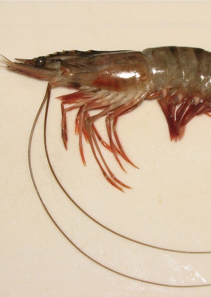 Prawn