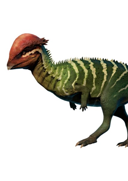 Prenocephale photo
