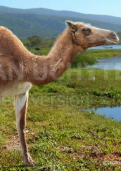 Procamelus