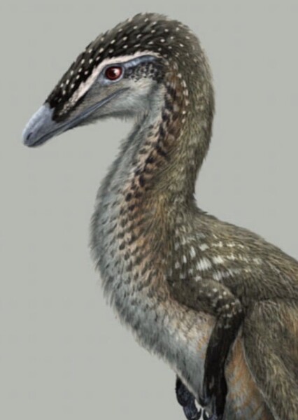 Procompsognathus photo