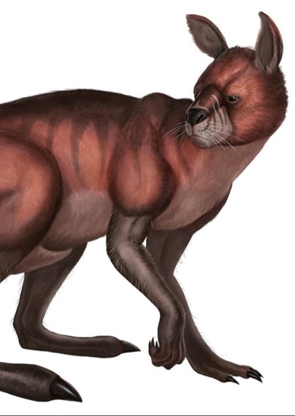Procoptodon photo