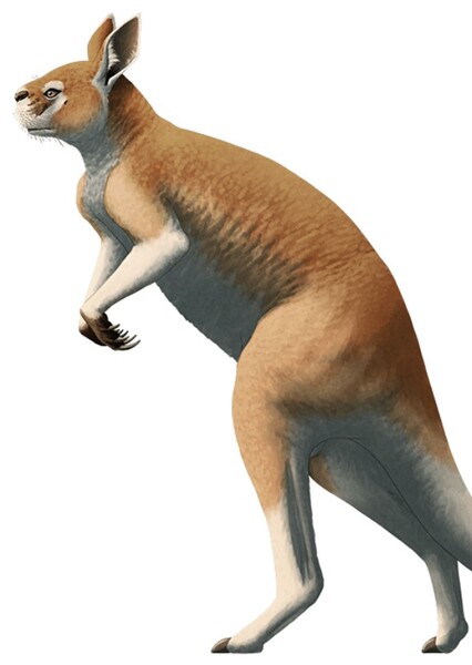 Procoptodon photo