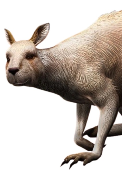 Procoptodon photo