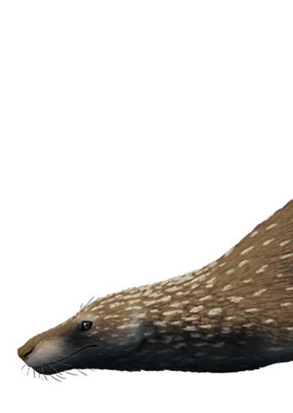 Procynosuchus photo