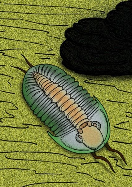 Proetida