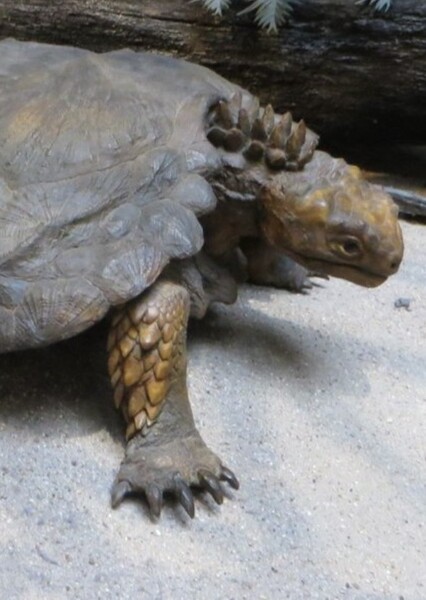 Proganochelys photo