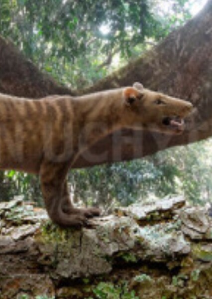 Prolimnocyon