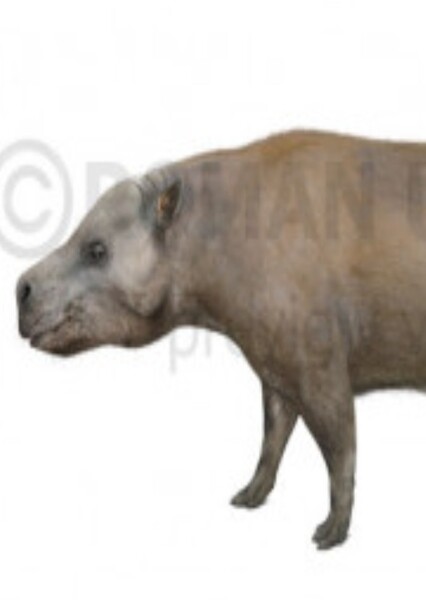 Promerycochoerus