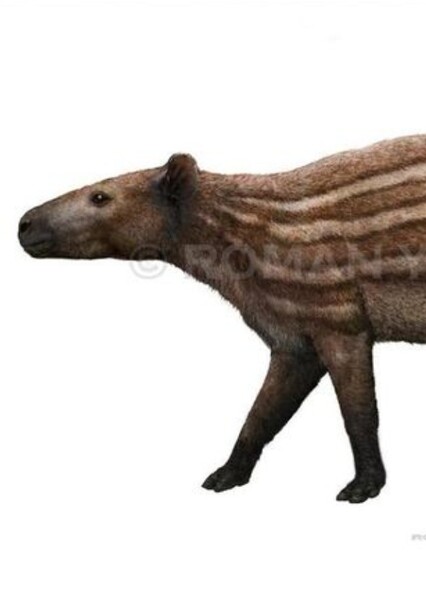 Propalaeotherium