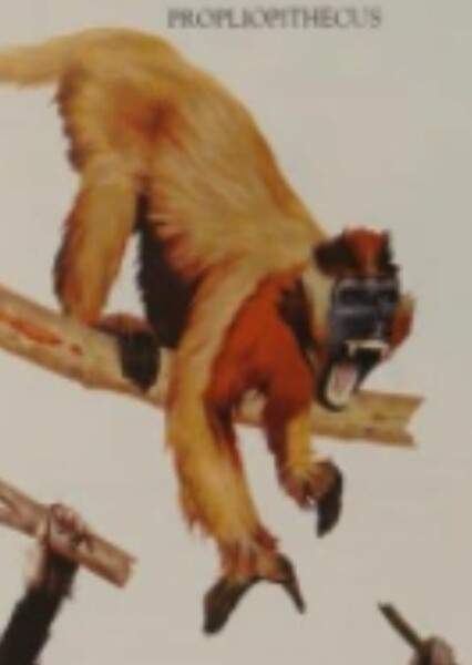 Propliopithecus