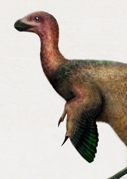 Protarchaeopteryx