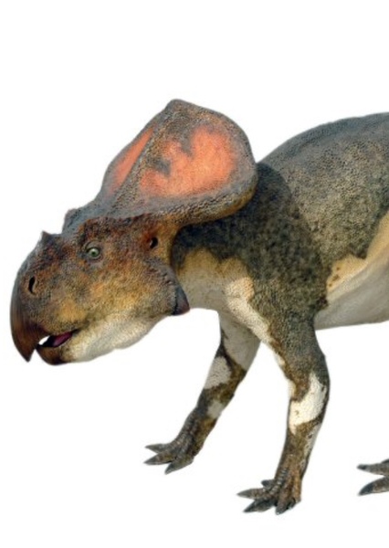 Protoceratops photo