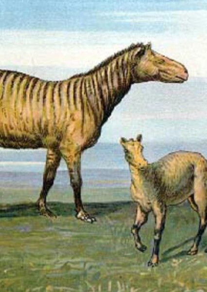 Protohippus photo