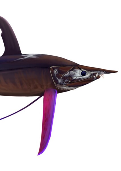 Protosphyraena photo