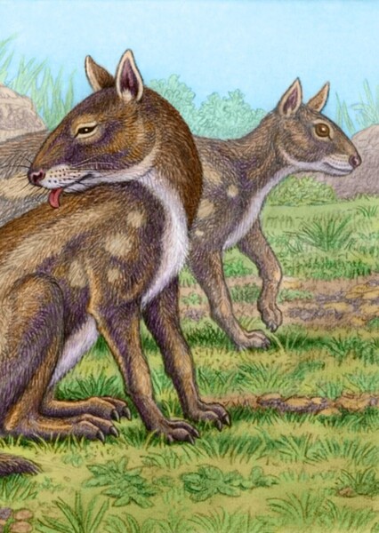 Protypotherium