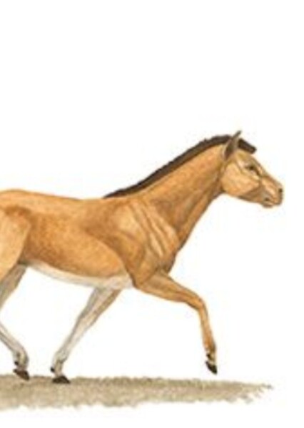 Pseudhipparion