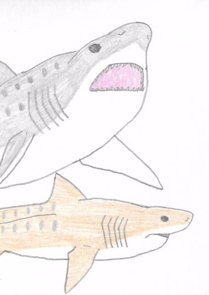 Pseudocorax