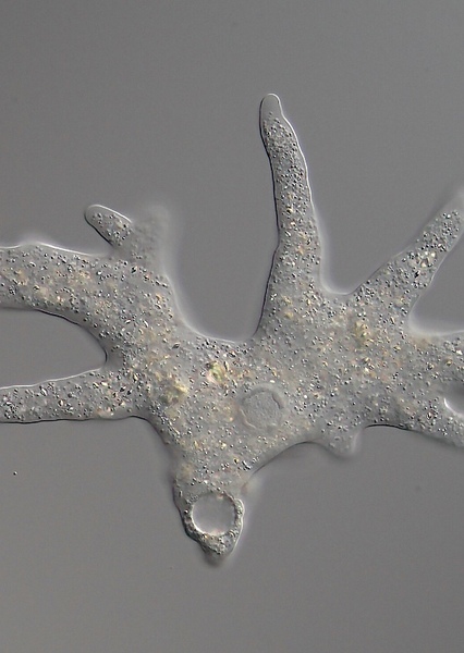 Pseudopodia