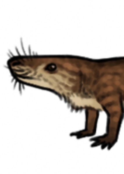 Pseudotriconodon