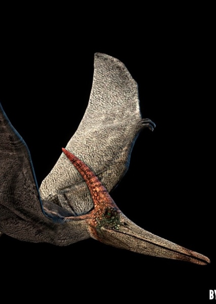 Pteranodon photo