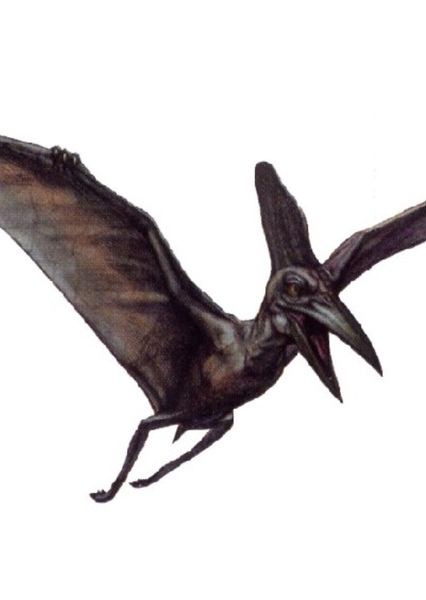 Pteranodon photo