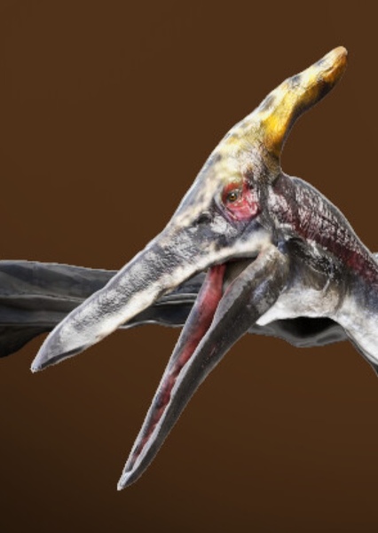 Pteranodon photo