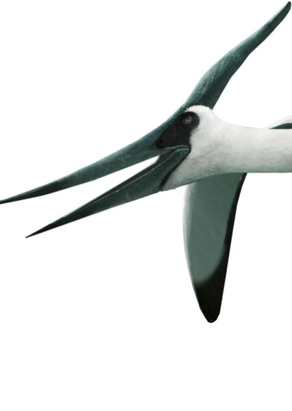 Pteranodon