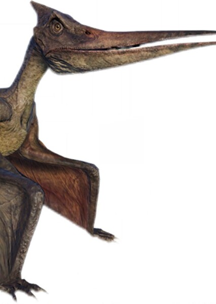 Pteranodon photo