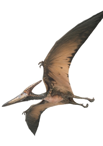 Pteranodon photo