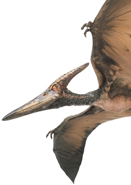 Pteranodon photo