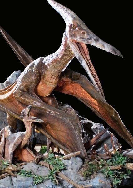 Pteranodon photo