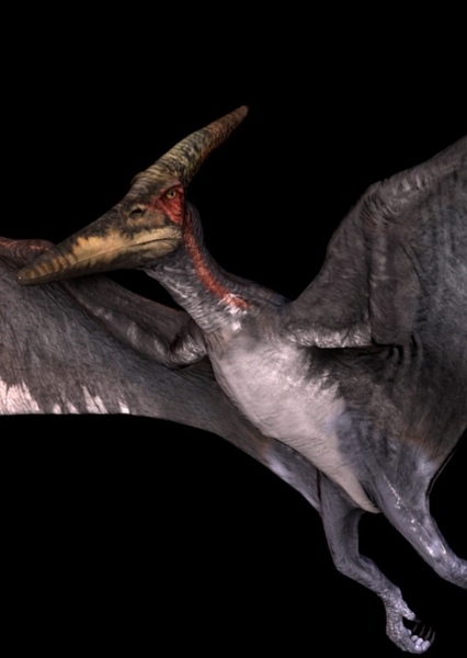 Pteranodon photo