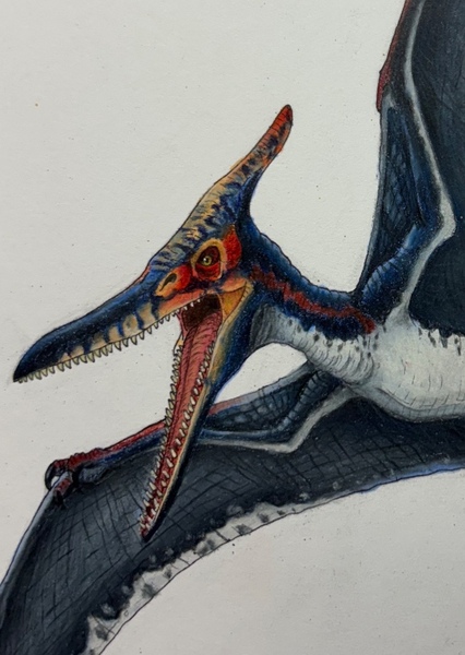Pteranodon photo