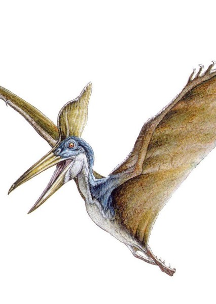 Pteranodon photo
