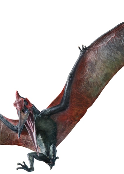 Pteranodon photo